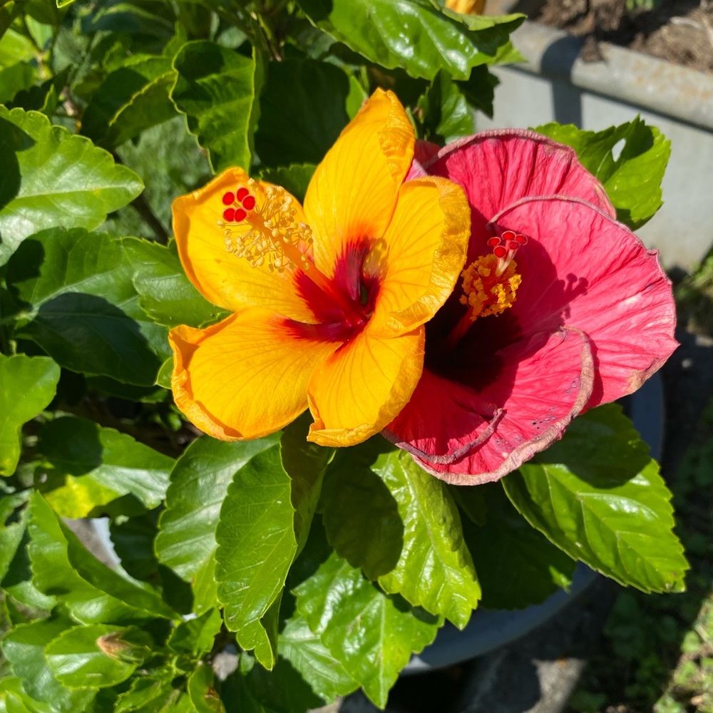 Meet your Posher, Kalyn